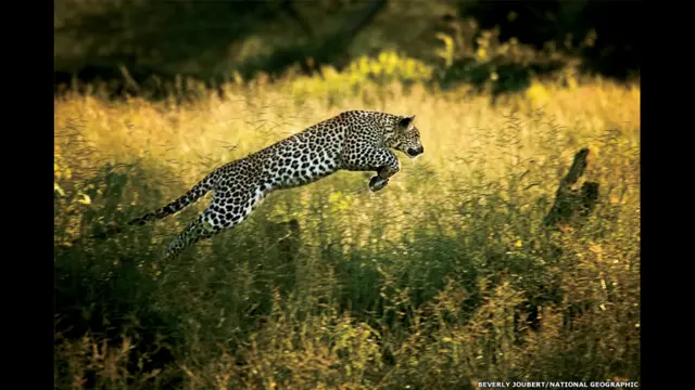 Berverly Joubert là nhà làm phim và nghệ sỹ ảnh cho National Geographic và cũng lập ra quỹ Big Cats Initiative.