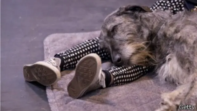 Perro dormido sobre las piernas de un hombre