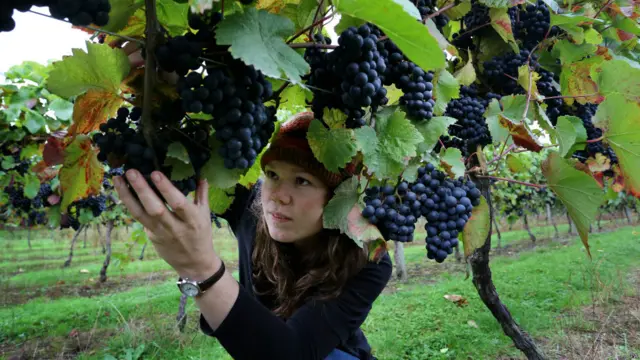 अंगूरों की कटाई