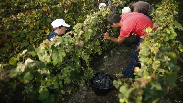 अंगूरों की कटाई