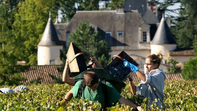 अंगूरों की कटाई