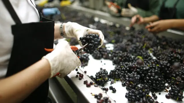 अंगूरों की छंटाई