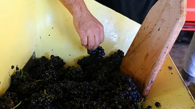 वाइन निर्माण