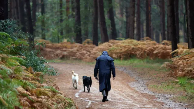 英国多处地方的森林经雨水冲洗