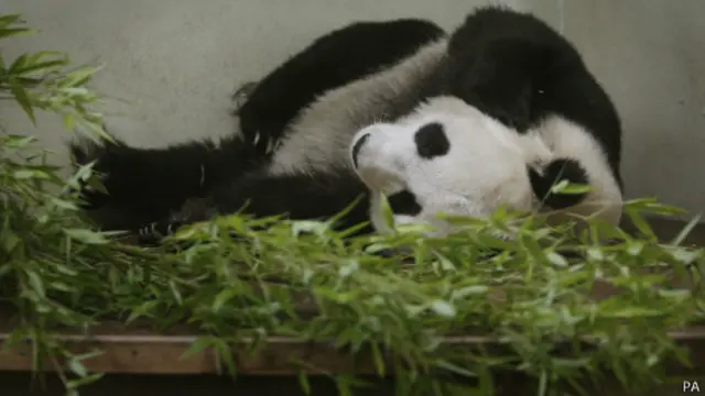 Тянь Тянь в Эдинбурге