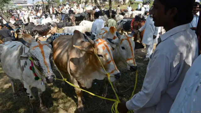 Исломободдаги мана бу чорвадор ҳам ойлар давомида Ҳайит куни учун молларини боққан ва бугун яхши даромад қилишга умид боғлаган.