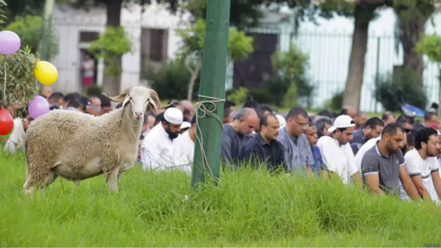 Қурбонликка аталган қўй.