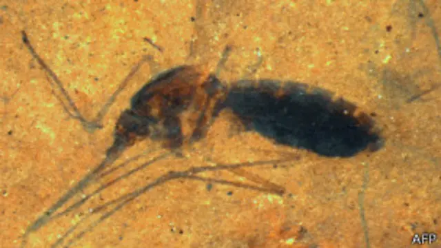 Fósil de mosquito