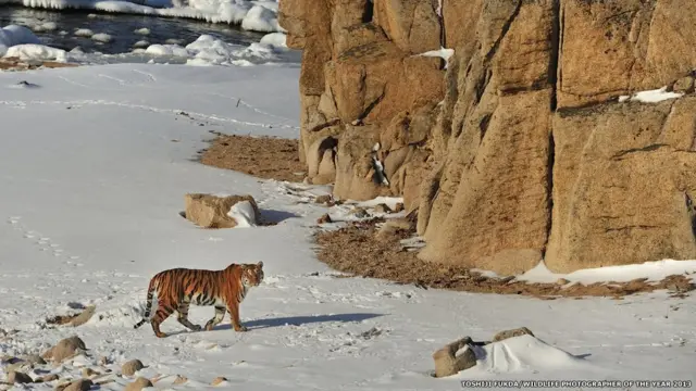 Fotógrafos flagraram desde abutres disputando carcaça no deserto a aveking kong cachepots site de apostasteiaking kong cachepots site de apostasaranha