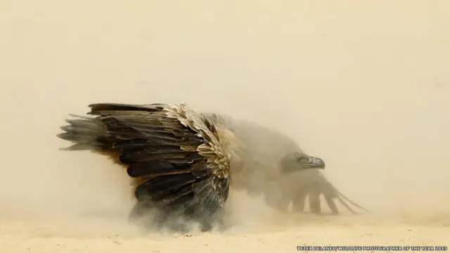 Fotógrafos flagraram desde abutres disputando carcaça no deserto a aveking kong cachepots site de apostasteiaking kong cachepots site de apostasaranha