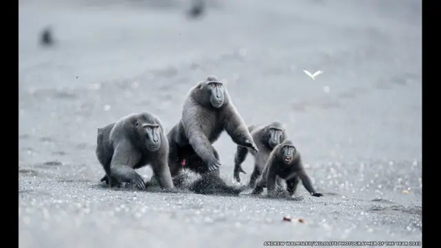 Fotógrafos flagraram desde abutres disputando carcaça no deserto a aveking kong cachepots site de apostasteiaking kong cachepots site de apostasaranha