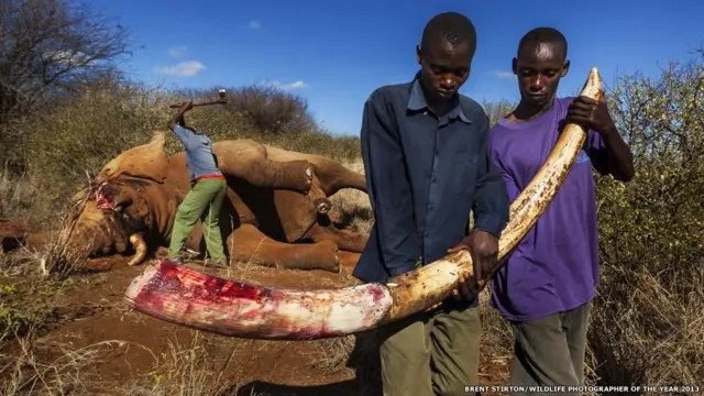 Fotógrafos flagraram desde abutres disputando carcaça no deserto a aveking kong cachepots site de apostasteiaking kong cachepots site de apostasaranha