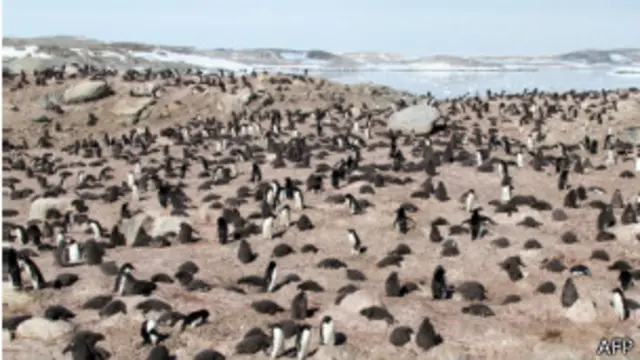 تسعى الصين للتوسع في دراسة الطبيعة والأحياء القطبية