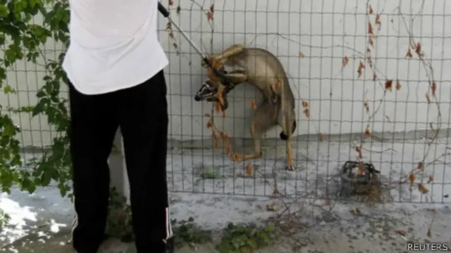 Cães vira-lata na Romênia. Foto: Reuters