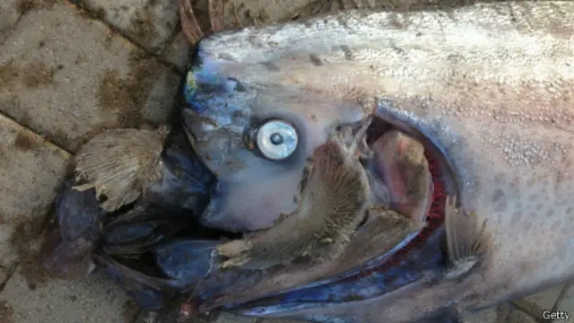 Oarfish diketahui tinggal di lautan dalam.