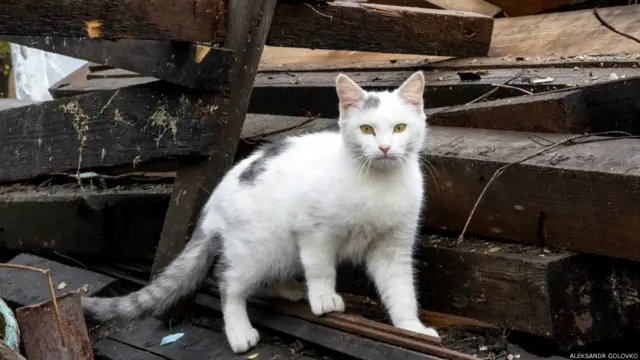 Фото Александра Головко