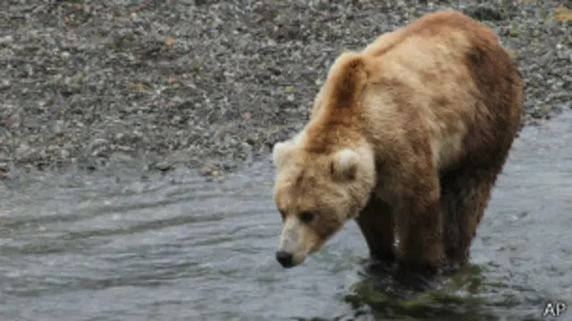 Бурый медведь