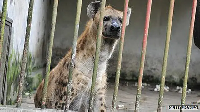 Hiena. Foto de archivo