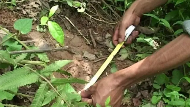 ऑक्सफोर्ड विश्वविद्यालय के प्रो. ब्रायन स्काइज़ का कहना है कि येती के बाल ध्रुवीय भालुओं जैसे हैं.