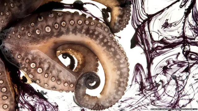 اس تصویر کو بنانے کے لیے آکٹوپس کی جانب سے رنگ چھوڑنے کا انتظار کرنے کی بجائے فوٹوگرافر کا کہنا تھا کہ انہوں نے رنگ کے قطرے پانی کے ٹینک میں پھینکے جس سے تصویر میں یہ رنگ قدرتی بہاؤ کے نتیجے میں پیدا ہوئے۔ جدید پکوان کی طرز میں اس طرح کے عمل میں ایک آکٹوپش کے گوشت کو ایک ہوا بند تھیلی میں ڈال کر پانی میں رکھا جاتا ہے تاکہ اس سے آہشتگی سے پک سکے 