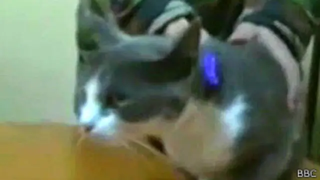 मॉल्दोवा की बिल्ली