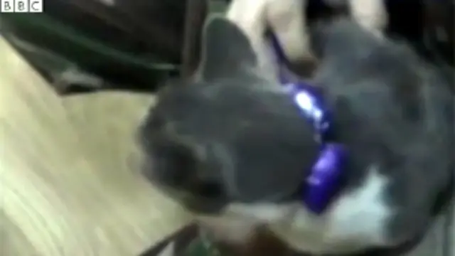 وضعت المخدرات في اكياس ربطت بالطوق الذي يحيط برقبة القط