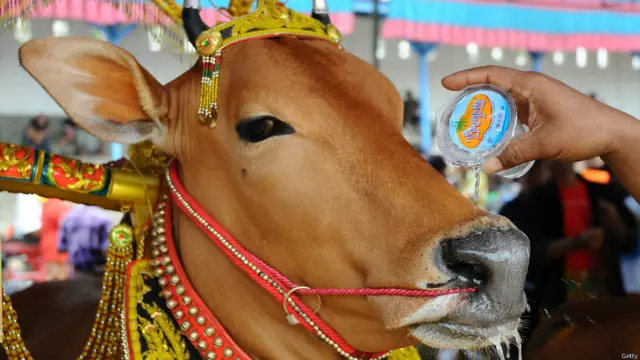 सोपी सोनोक