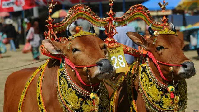 सोपी सोनोक