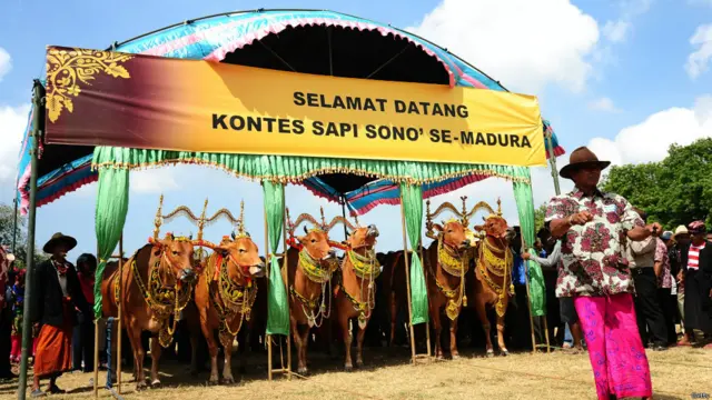 सोपी सोनोक