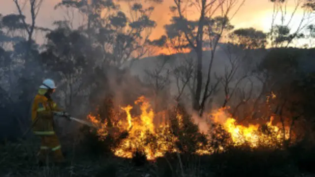 Wutar daji a Australia