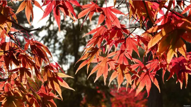 寒风起 深秋气氛日渐浓