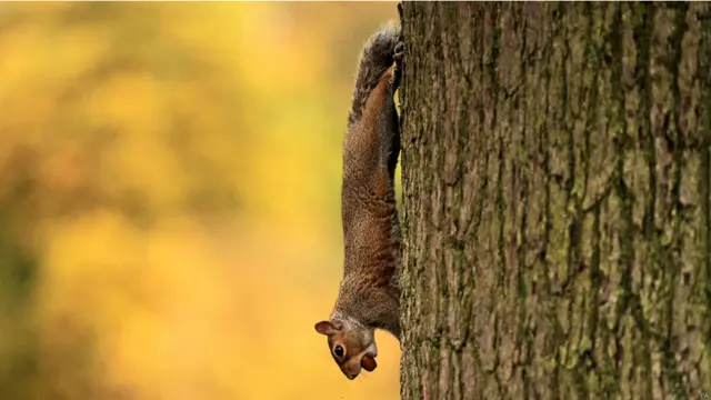 寒风起 深秋气氛日渐浓