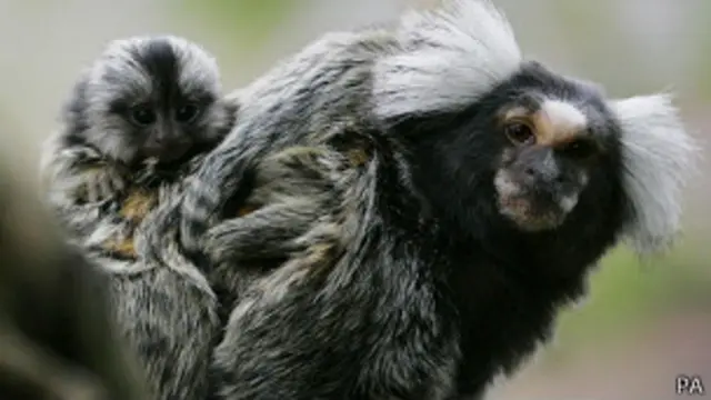 Marmosets