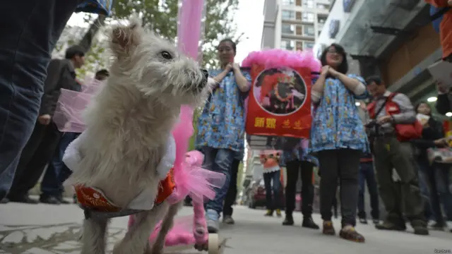 दुल्हन का इंतज़ार कर रहा है ये दुल्हा. गुआईगुआई की मुलाक़ात अपनी दुल्हन से संस्था में ही हुई.