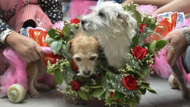 शाद की रस्म में दोनों को हार भी पहनाए गए. 2008 में सिचुआन में आए भूकंप में दोनों को काफी चोट आई थी लेकिन उन्हें बचा लिया गया था.