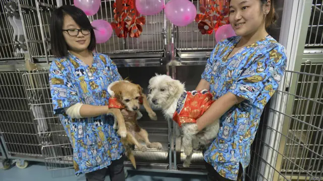 ये हैं दुल्हन लैनलैन और दुल्हा गुआईगुआई....इन्हें कुछ लोगों ने बचाया था जब वे घायल पड़े थे. अब चीन की 'होम ऑफ़ रेस्क्यूड एनिमल्स' संस्था दोनों की शादी करवा रही है.