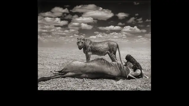 صور برانت تعبر عن جمال الحيوان وعظمة مملكته في هذا العالم. والشيء المثير هو اهتمامه بغير استخدام العدسات المقربة، وقد وفر هذا له القدرة على التواصل مع آفاق أوسع للحياة البرية.