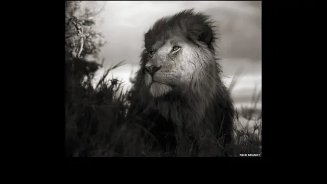 نِك برانت يعرض الجزء الأخير من مشروعه الفوتوغرافي لتصوير المناظر الطبيعية والحياة البرية في شرق أفريقيا.