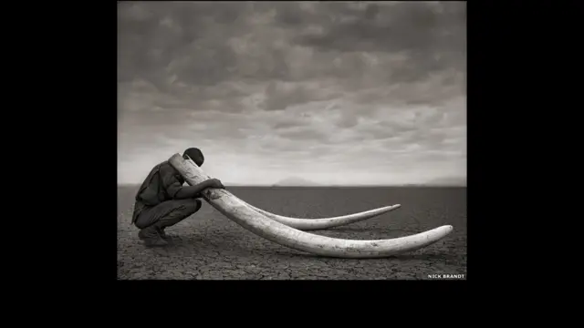 صورة لرجل من الحراس مع انياب الفيل، التي يتم الحصول عليها من صيد الحيوان وقتله.