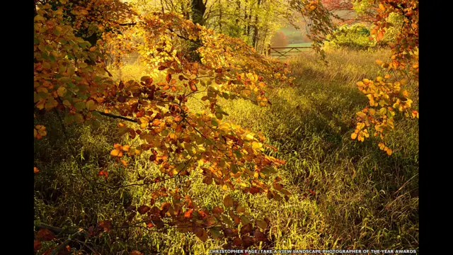 Кристофер Пейдж