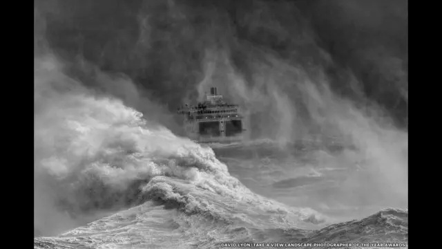 Дейвід Лайон