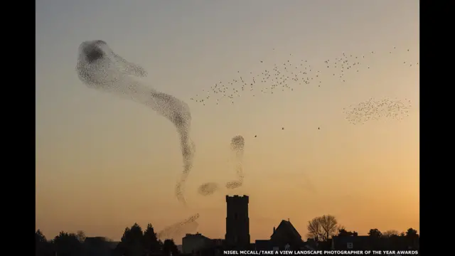 Майджел Маккол