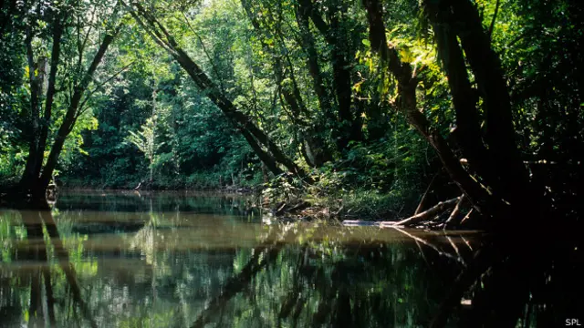 El Amazonas es hogar de unas 16.000 especies de árboles. Sin embargo, sólo 227 especies concentran el 50% de ellos.