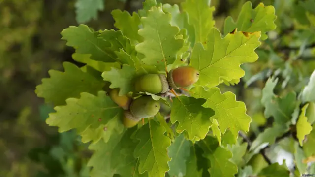 Фото: Владимир, Симферополь