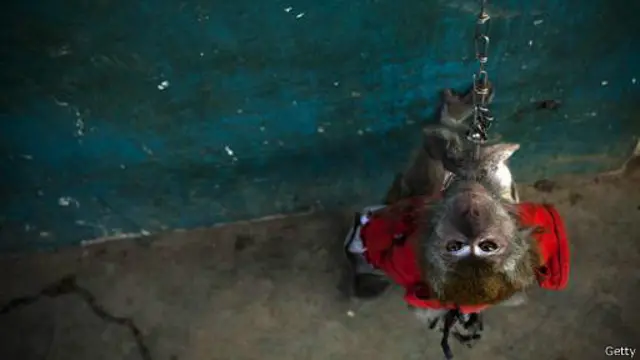 Atraksi topeng monyet dianggap mengeksploitasi monyet.