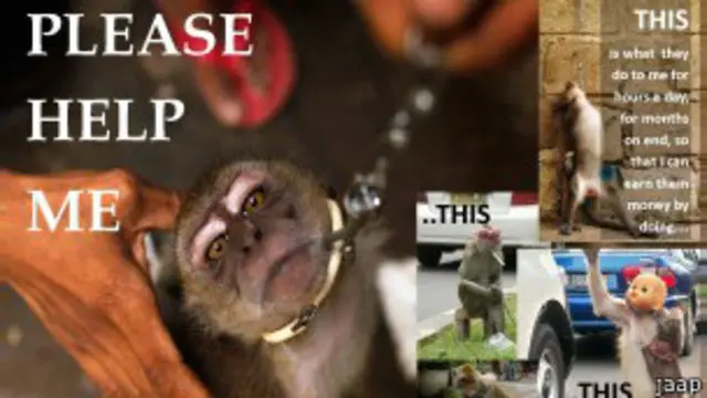 Kelompok penyayang binatang, JAAT, sejak awal menolak atraksi topeng monyet.