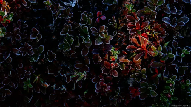 Фото: Владимир