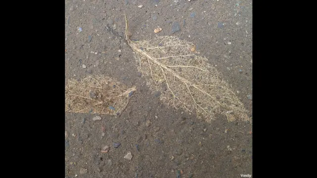 Фото: Василий