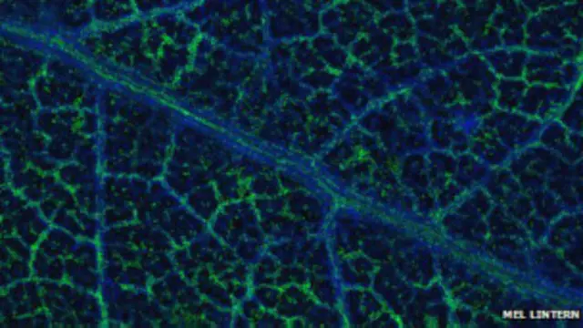 यूकेलिप्टस की पत्तियों में मौजूद सोने के कणों से जमीन में स्वर्ण भंडार होने का अनुमान लगाया जा सकता है.