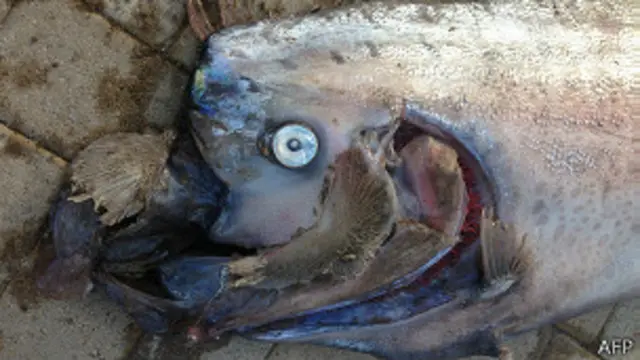 Pez remo hallado en California